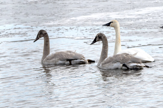 Trumpeter swans (Cygnus buccinator); National Elk Refuge; Wyoming