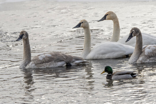 Trumpeter swans (Cygnus buccinator); National Elk Refuge; Wyoming