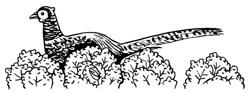 Fasan mit Wirsing, Schwarz-Wei&szlig;-Illustration