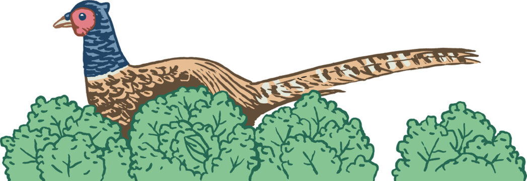 Fasan mit Wirsing. Farb-Illustration