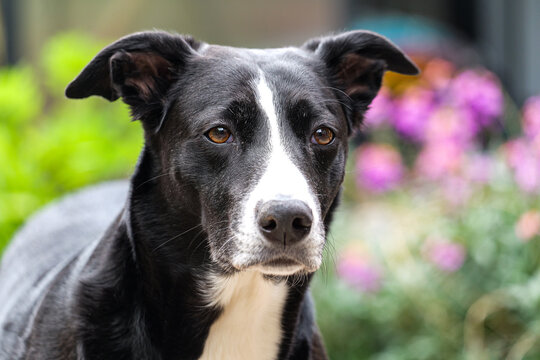 Lurcher Collie Mix 'Aria'