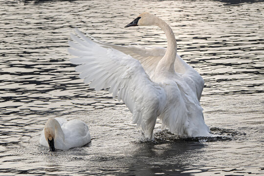 Trumpeter swans (Cygnus buccinator); National Elk Refuge; Wyoming