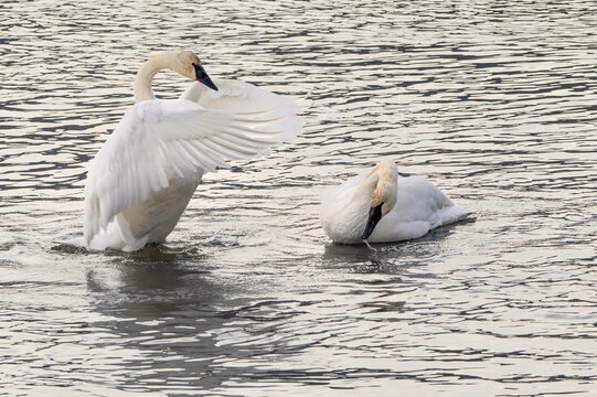 Trumpeter swans (Cygnus buccinator); National Elk Refuge; Wyoming