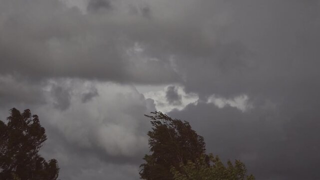 Tall windblown tree rises against a dramatic cloudy sky, creating a moody natural landscape with large sky area