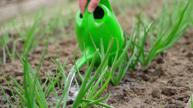 Watering green growing onion plants in garden bed with green watering can