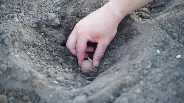 Hand planting sprouted potato into hole in garden bed soil close-up