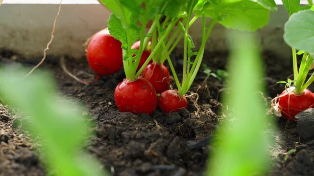 Hand harvesting ripe red radishes from garden bed soil close-up