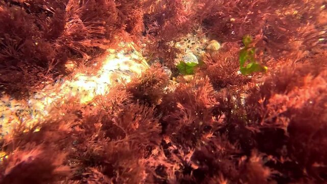 The Black Sea, red macroalgae Ceramium rubrum growing on coastal rocks.