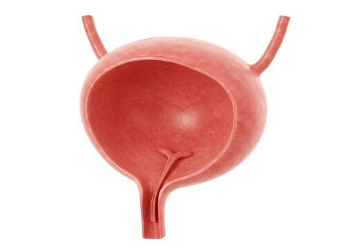 3D Illustration of Human Urinary Bladder Cross Section Anatomy Isolated on White Background for Medical Education