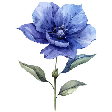 Balloon Flower, vibrant painting vector in watercolor style with playful brushwork and lively colors, isolated on a white background.
