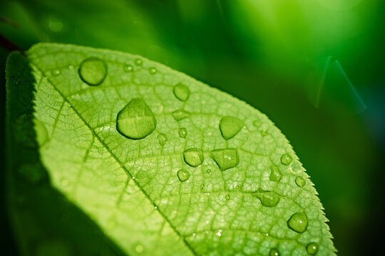 Stunning fresh green leaf macro water droplets dew morning light nature detail. Vibrant botanical closeup, organic plant texture spring summer freshness purity natural background eco environment growt
