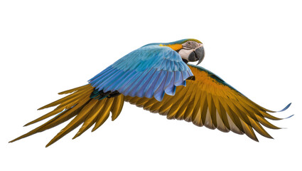 Blue and yellow macaw parrot flying with wings spread © Isolde