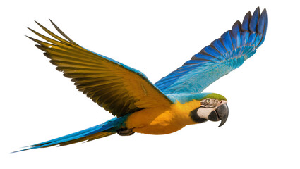 Blue and yellow macaw parrot flying with wings spread © Isolde
