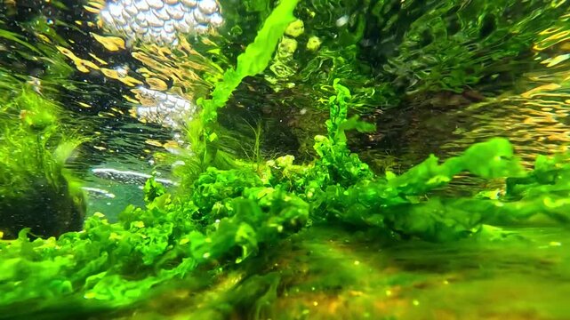 Underwater seascape in the Black Sea, red and green macroalgae (marine macrophytes) sway in the water