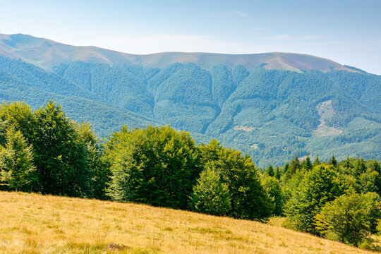 mountainous landscape of ukraine in summer. picturesque highland woods. grassy meadow on a sunny day. view of carpathian mountains countryside with deciduous forest on a hill behind the pasture