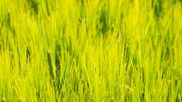 close up background of green emerging grain or wheat field
