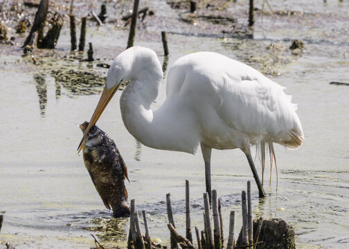 egret playing with it's fish