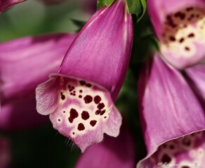Foxglove digitalis purpurea flower close up with purple bell shaped blossoms and spotted throats. © Mohamed