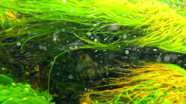 Underwater seascape in the Black Sea, red and green macroalgae (marine macrophytes) sway in the water