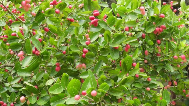 Karanda plant glowing with colorful fruit clusters