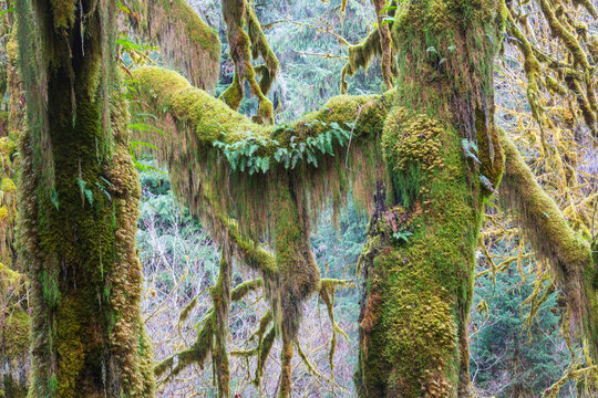 Rain forest