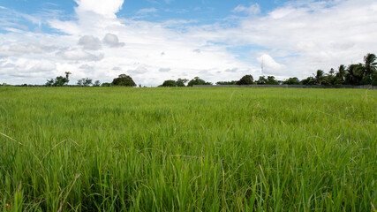 Detail of grass cultivation in a hay plantation © LGAndrade