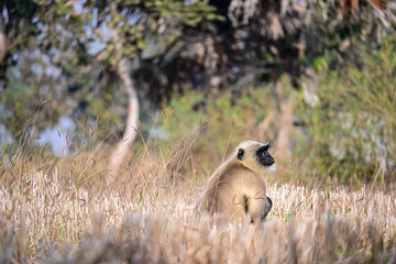 Fototapeta premium Solitary Primate Resting in Grassy Woodland Habitat with Dense Trees