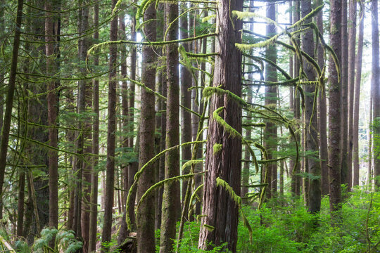 Rain forest