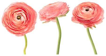 Obraz premium Vibrant pink ranunculus blossoms element set