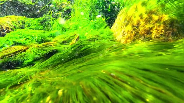 Underwater seascape in the Black Sea, red and green macroalgae (marine macrophytes) sway in the water