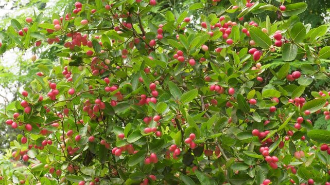 Fresh karonda fruits ripening on spiny tropical shrub