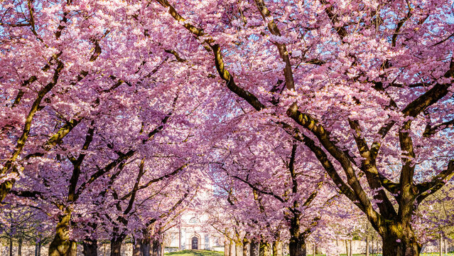 Cherry blossom trees line a pathway in a park during spring in a city