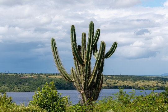 Detail of the thorn of the mandacaru, a plant native to the Brazilian caatinga. Scientific name Cereus jamacaru, from the botanical family of Cactaceae