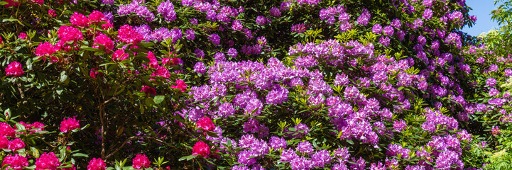 Obraz premium Colorful rhododendron and azalea flowers bloom in a garden on a sunny day in spring