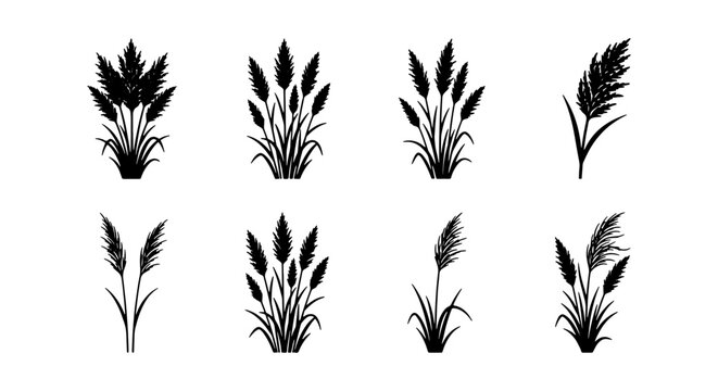 Pampas Grass Silhouettes, Set of 8 Vector Elements, Dried Plant Icons, Natural Decor Graphics