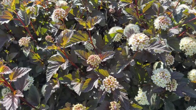 Physocarpus opulifolius common ninebark bush.