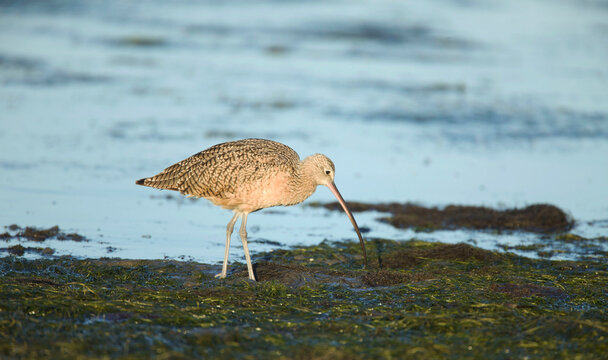 long-billed curlew in morro bay