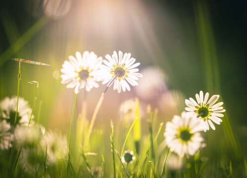 G&auml;nsebl&uuml;mchen in der Abendsonne