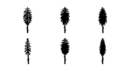 Six Silhouette Evergreen Trees, Pine Conifer Vector Icons, Forest Nature Elements © Imran