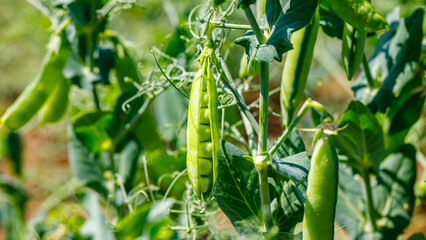 Pea plants growing in a garden with green pods hanging from the vines under bright sunlight © Fleuronica