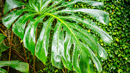 Vibrant green Monstera Deliciosa leaf covered in sparkling water droplets against a lush plant wall background © Fleuronica