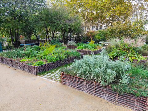 Raised Wattle Garden Beds with Growing Herbs and Vegetables in a Public Park in Paris France.