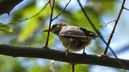 Blue tit perched on tree branch in natural forest © János István Lukács