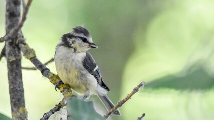 Blue tit perched on tree branch in natural forest © János István Lukács