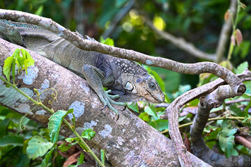 Obraz premium A green iguana sits on a branch against blurred background. Green Iguanas arge large lizards. Sighted on Monkey Island, Panama. Side view, portrait. Close-up.