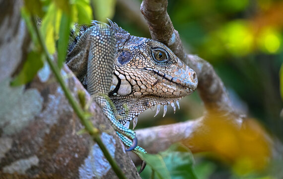 A green iguana sits on a branch against blurred background. Green Iguanas arge large lizards. Sighted on Monkey Island, Panama. Side view, portrait. Close-up.