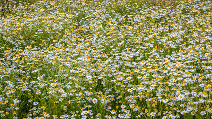 Fototapeta premium Daisies cover the field in springtime near a small town during the day with sunshine above