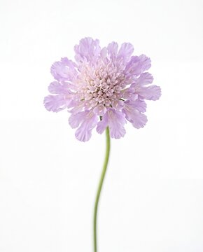 A single delicate lavender scabiosa flower with a slender green stem isolated on white background.