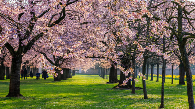 Cherry blossom trees line a pathway at a park with people walking during springtime