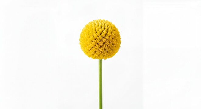 A single vibrant yellow Craspedia billy button flower isolated on a clean and bright white.